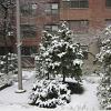 816_snow-on-trees