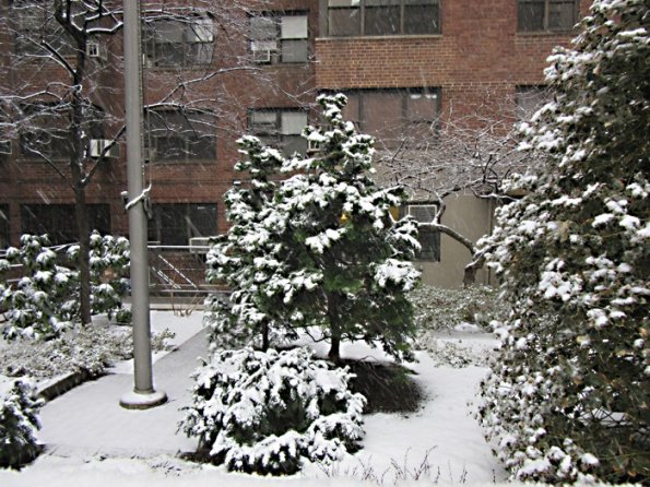 816_snow-on-trees