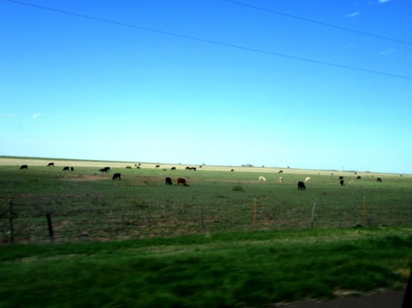 446_texas-cattle